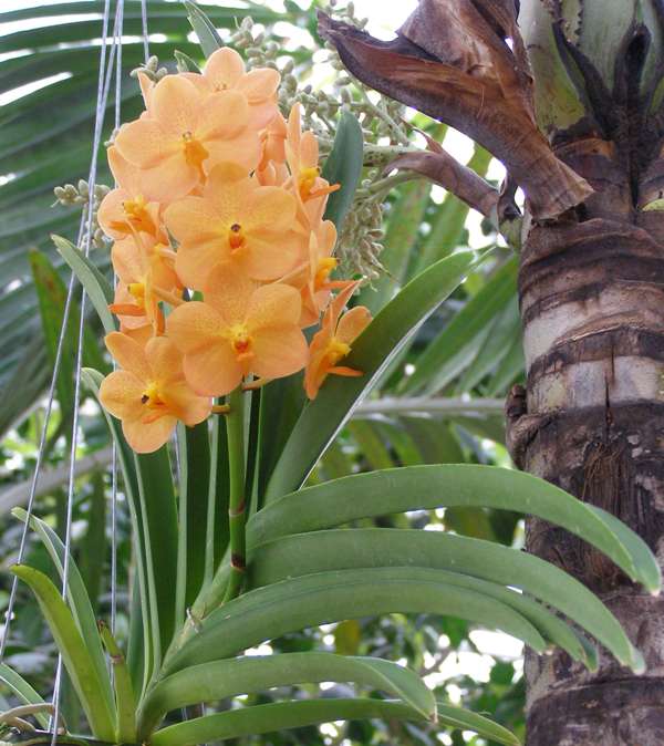 Vanda orchid 2