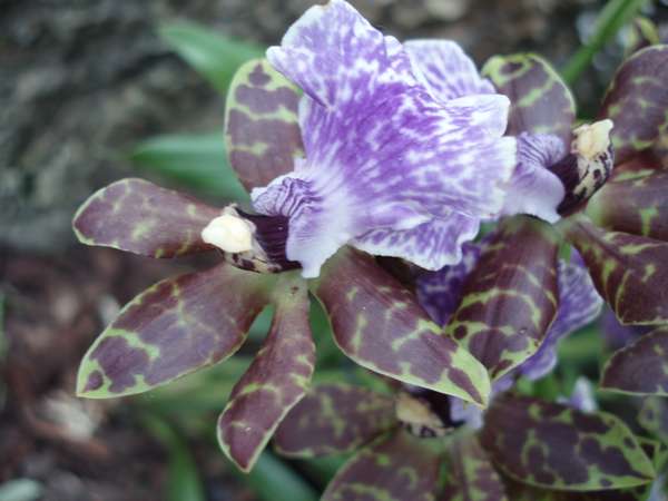 Zygopetalum orchid