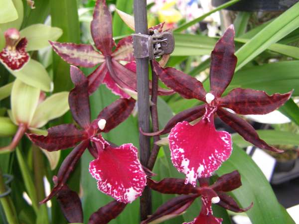Zygopetalum orchid 2