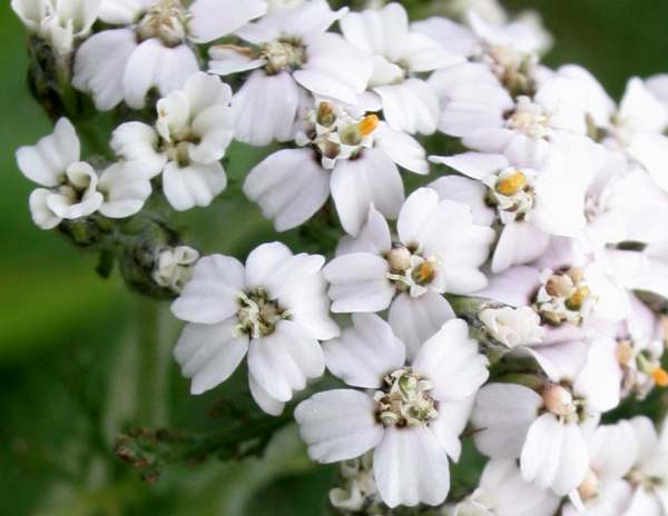 Closeup of Yarrow flowers