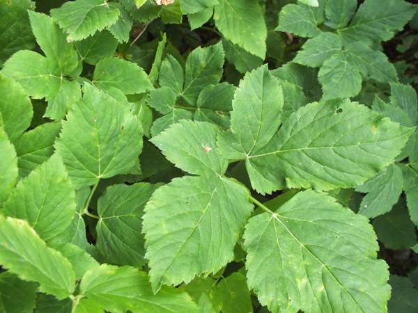 Leaves of Ground Elder, Aegopodium podagraria