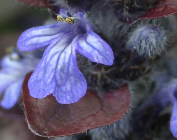 Close-up of flowers of Bugle
