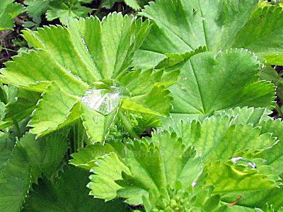 Water droplets on leaves of Alchemilla vulgaris