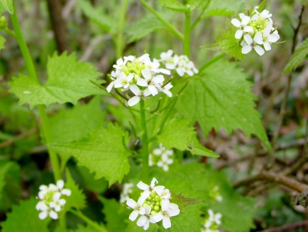 Garlic Mustard, or Jack-by-the-hedge