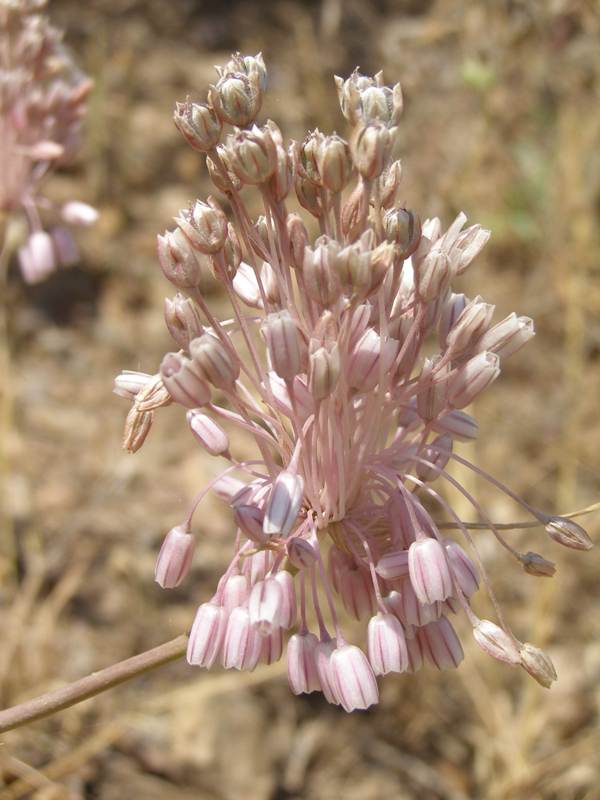 Allium ampeloprasum, Wild Leek