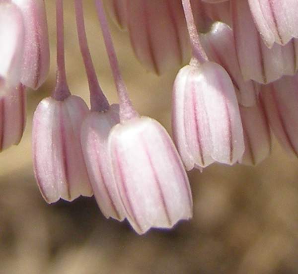 Allium ampeloprasum, closeup of flowers