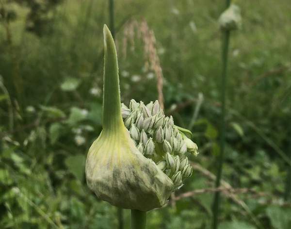 Allium ampeloprasum, Wild Leek, southern England