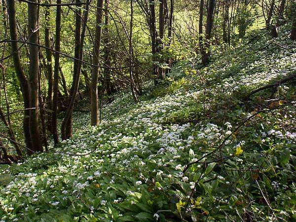Ramsons (Wild Garlic) on the wooded riverside slope, Wales UK