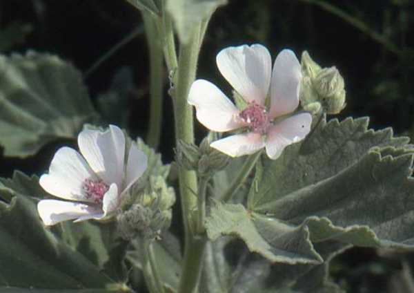 Marsh Mallow Althaea officinalis, closeup of flowers