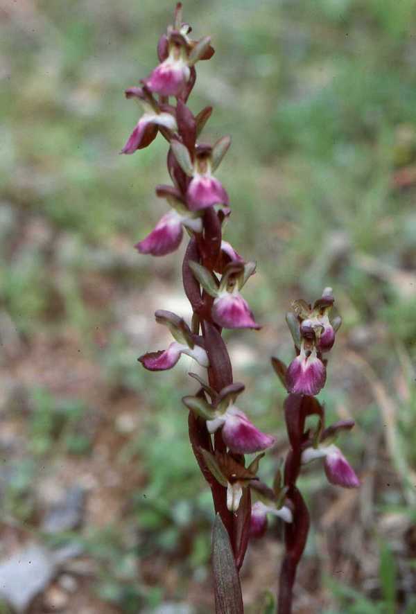 Anacamptis collina, Fan-lipped Orchid