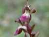 Fan-lipped Orchid, Anacamptis collina