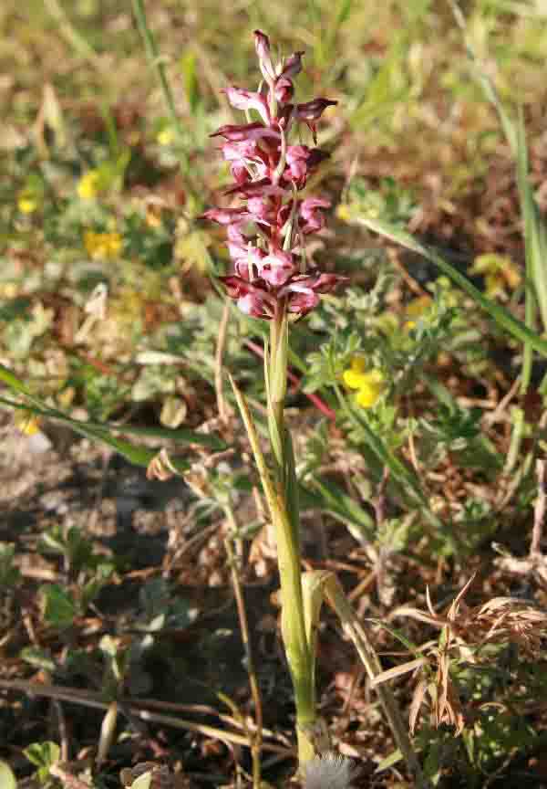 Anacamptis coriophora subsp. fragrans, Fragrant Bug Orchid