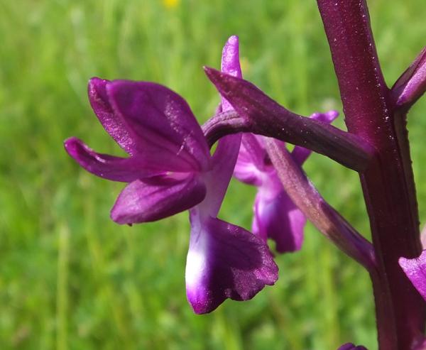 Closeup of Anacamptis laxiflora - Lax-flowered Orchid