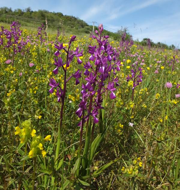 Anacamptis laxiflora - Lax-flowered Orchid, southern France