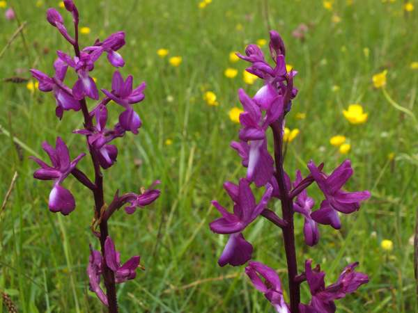 Anacamptis laxiflora - Lax-flowered Orchid, in a wet meadow