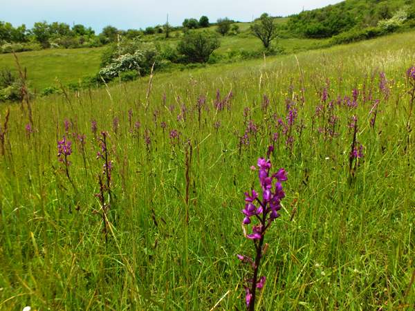 Anacamptis laxiflora - Lax-flowered Orchid, in a wet meadow, southern France