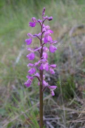 Anacamptis longicornu - Long-spurred Orchid