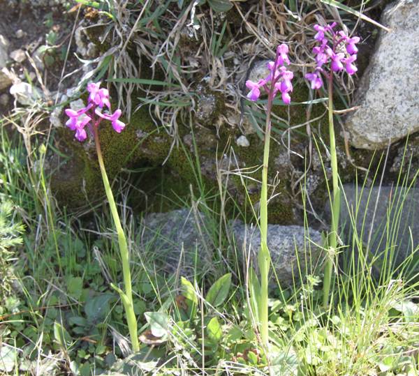 Anacamptis champagneuxii - Champagne Orchid