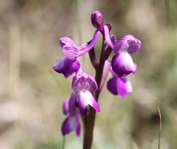 Anacamptis champagneuxii, closeup of inflorescence