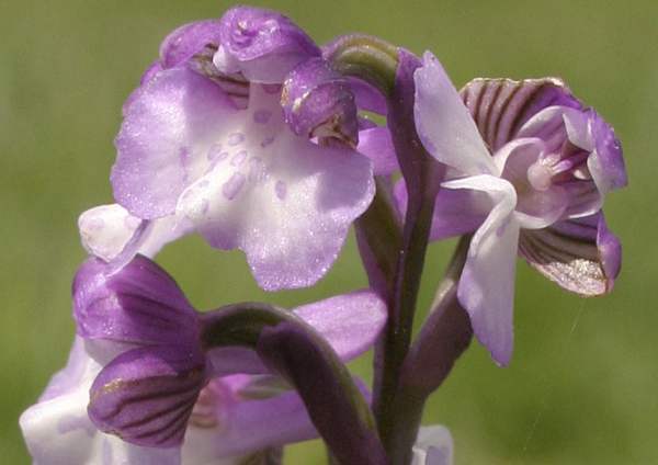 Anacamptis morio, Green-winged Orchid - closeup of flower