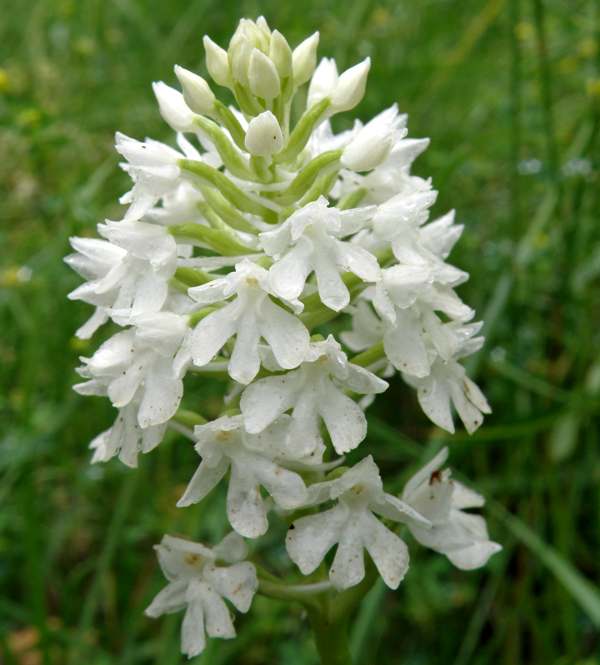 A white Pyramidal Orchid photographed in Hampshire in 2014