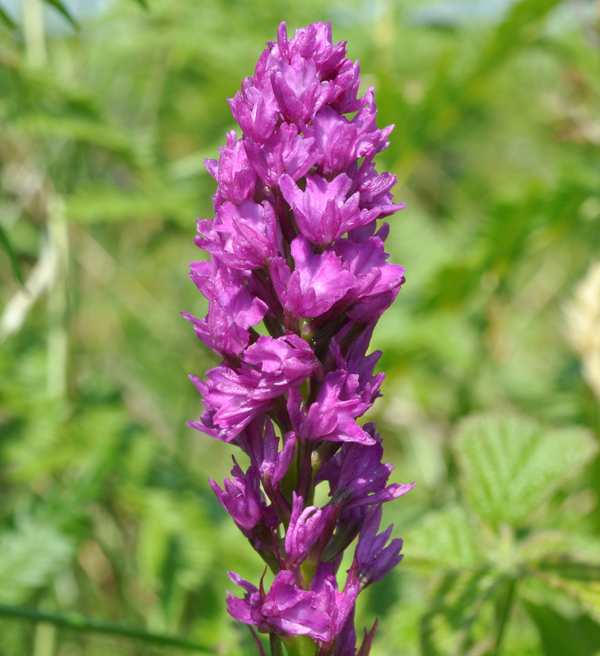 Resupinate form of the Pyramidal Orchid