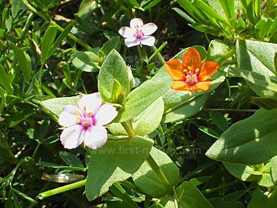 Scarlet Pimpernel in both red and mauve forms
