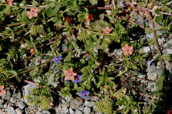 Red and Blue forms of Anagalis arvensis growing together, Portugal