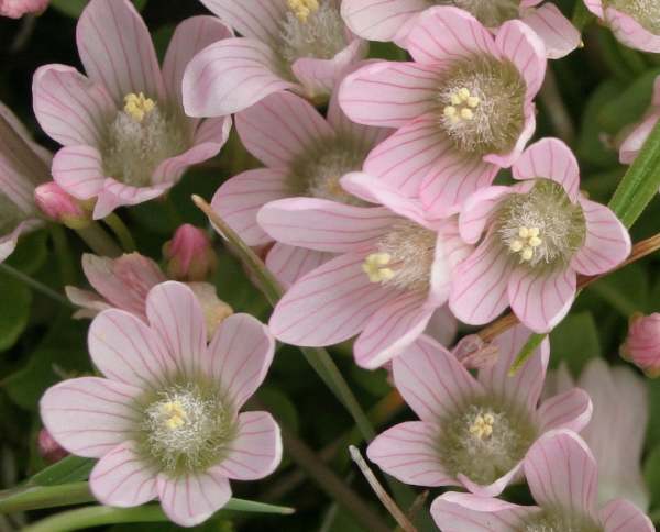 Anagallis tenella, Bog Pimpernel - closeup of flower