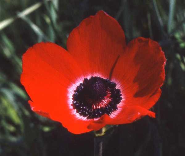 Red-flowered Crown anemone