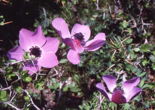 Anwmone coronaria with pinkish-mauve flowers