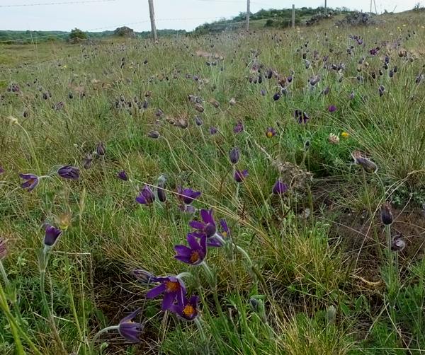 Pasqueflower colony in the Aveyron region of France
