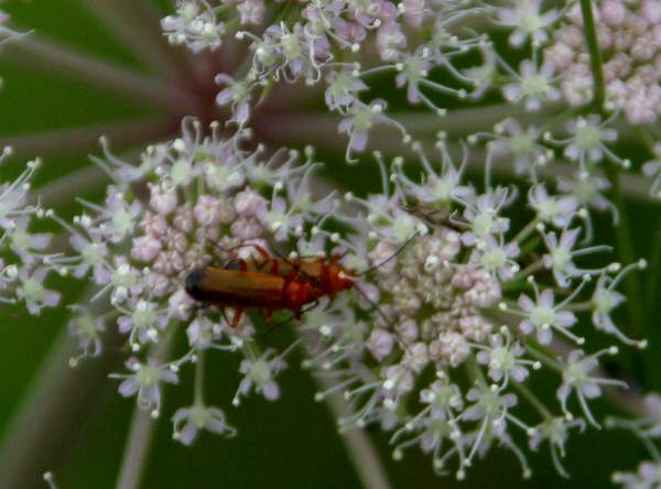 Soldier Beetles on Wild Angelica