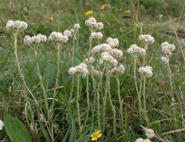 Close-up picture of Antennaria dioica, Mountain Everlasting