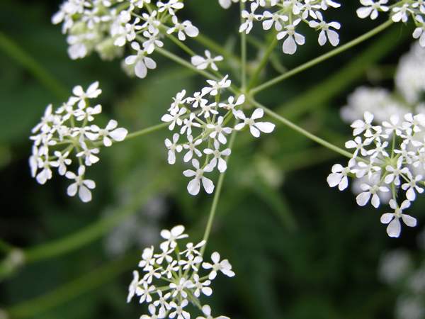 Anthriscus sylvestris, Cow Parsley - closeup of flowers