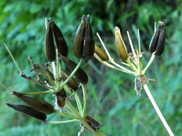 Seed capsules of Cow Parsley