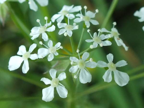Cow Parsley, closeup of flowers