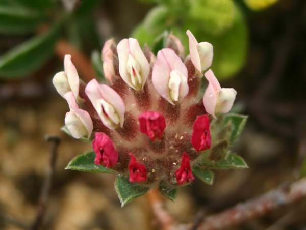 Anthyllis vulneraria - Kidney Vetch, pink form in southern Portugal