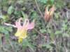 Western Red Columbine, Aquilegia elegantula