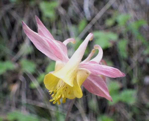 Aquilegia elegantula, closeup of flower