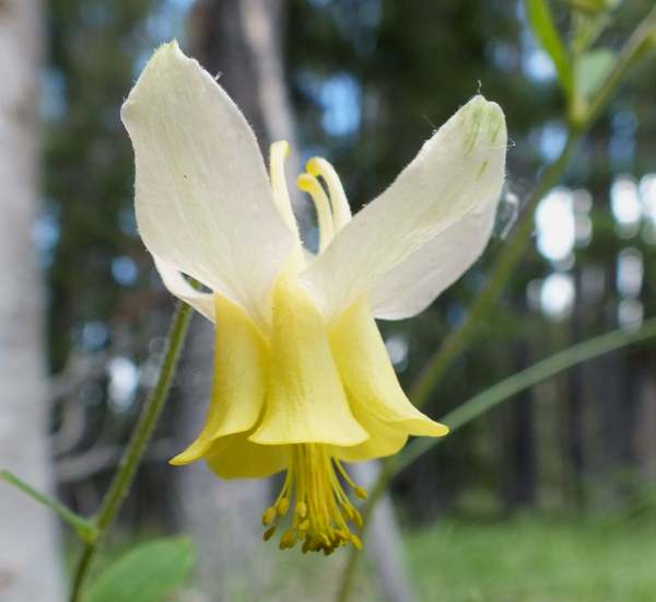 Aquilegia flavescens - Yellow Columbine