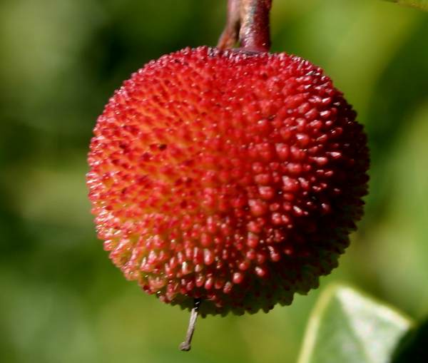 Arbutus unedo, closeup of fruit
