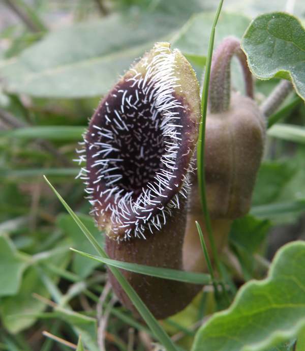 The saxaphone-shaped flower of Aristolochia cretica