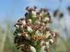 Mugwort, Artemisia vulgaris