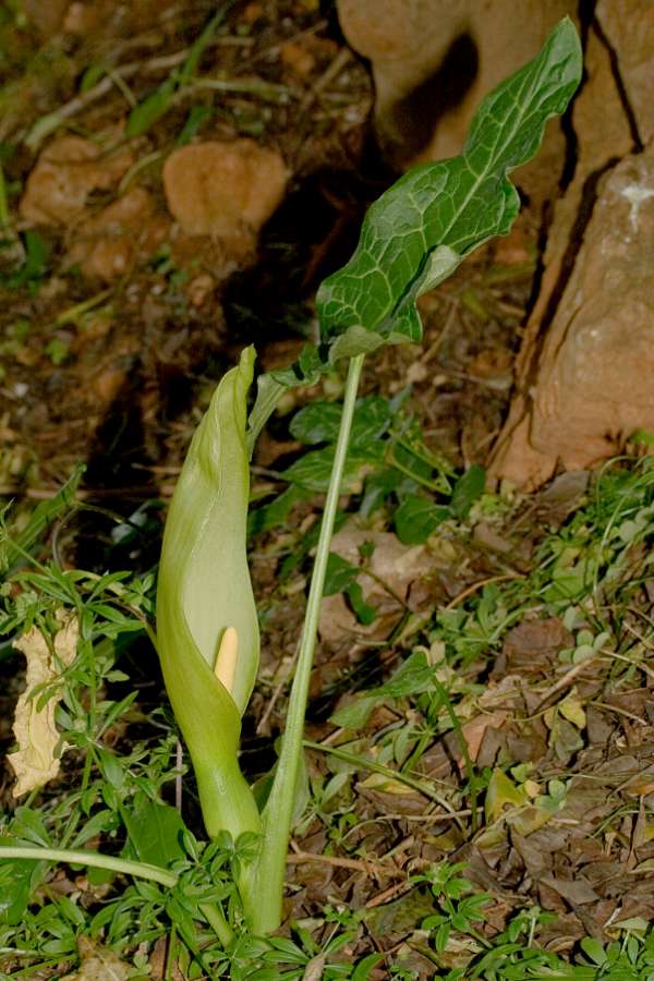 Arum italicum - Large Cuckoo Pint, showing leaf form