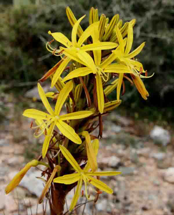 A close-up picture of the flowers of Asphodeline lutea