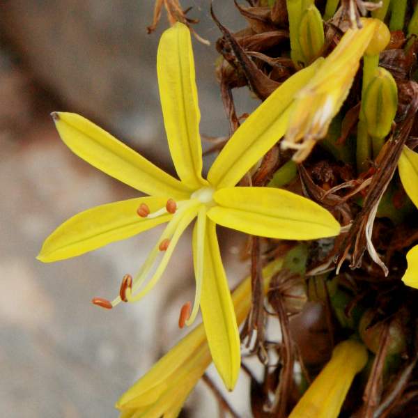 The fruits of Yellow Asphodel