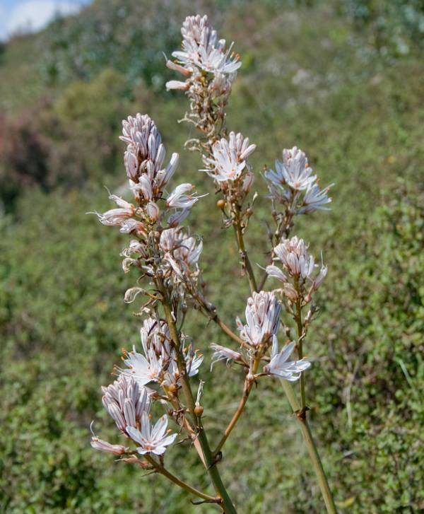 Flowers of Asphodelus aestivus