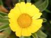 Yellow Sea Daisy, Astericus maritimus