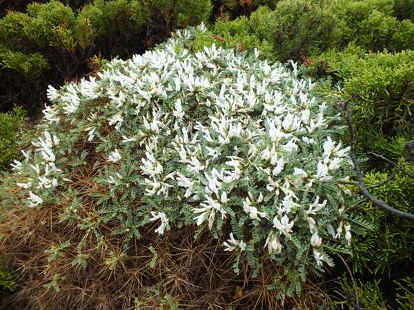 Astragalus tragacantha ssp vicentinus